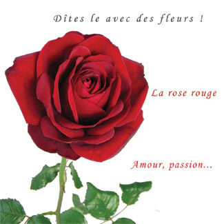 rose rouge